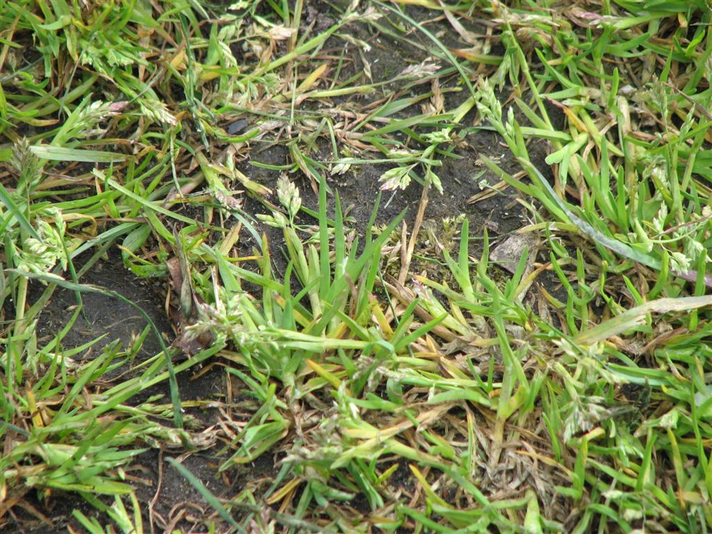 2008_mateijsen (141).JPG